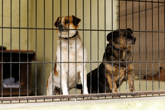 Two sad dogs waiting behind bars in animal shelter kennel