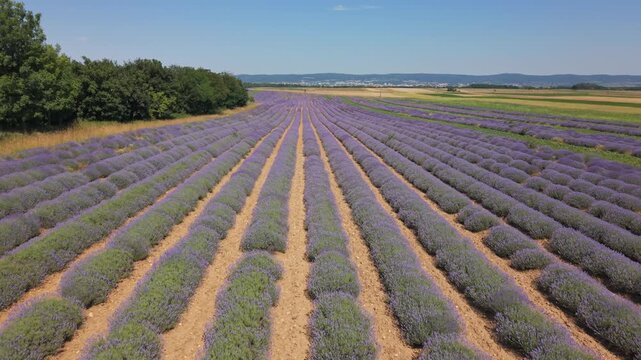 Luftaufnahme &uuml;ber bl&uuml;hendem Lavendelfeld im Burgenland, &Ouml;sterreich &ndash; Drohnenvideo mit violetten Lavendelreihen (Vorw&auml;rtsbewegung, hoch)