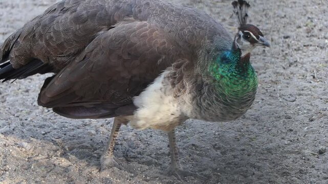 Close-up shot of a female Indian peahen (pavo cristatus) walking on dirt and bowing its head to forage for food on the ground.