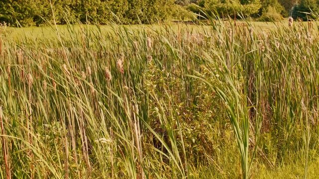 Dense cattails and tall grasses ripple in a warm breeze beside a green field and distant trees, useful for nature, ecology, or relaxation themes.