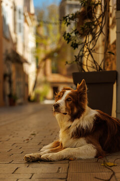 Border Collie Dog Laying Down on European Street