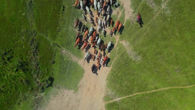 Top-down drone footage of a cattle herd being guided across open grassland. Dynamic aerial perspective showcasing livestock management, ranch operations, grazing systems, and agricultural landscapes.