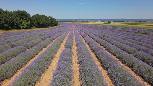 Luftaufnahme &uuml;ber bl&uuml;hendem Lavendelfeld im Burgenland, &Ouml;sterreich &ndash; Drohnenvideo mit violetten Lavendelreihen (Vorw&auml;rtsbewegung, tief)