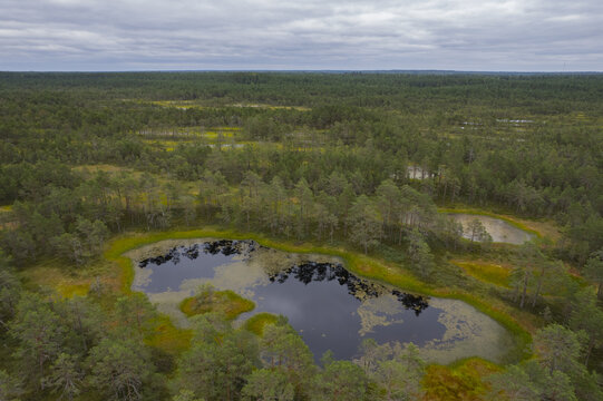 Aerial view of Viru bog nature trail featuring a dark pond surrounded by pine trees and marshland under a cloudy sky in Loksa, Harju maakond, Estonia.