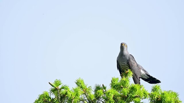 Wild bird perched on the highest branch surrounded by natural woodland scenery.
