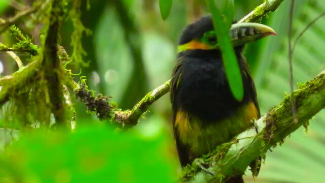 The spot-billed toucanet (Selenidera maculirostris) endemic to the Atlantic Forest.