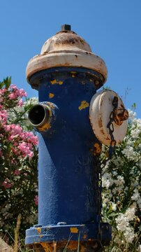 Vertical video old fire hydrant against the backdrop of blooming oleanders. Crete. Greece.