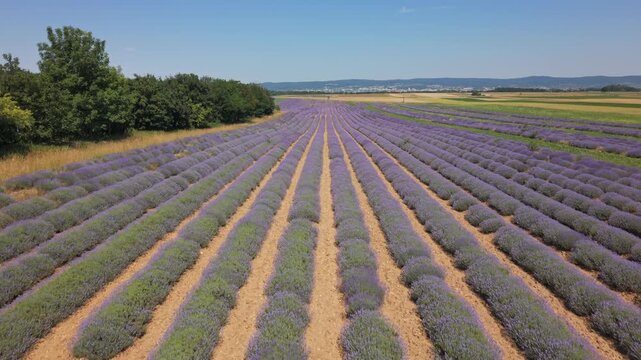 Luftaufnahme &uuml;ber bl&uuml;hendem Lavendelfeld im Burgenland, &Ouml;sterreich &ndash; Drohnenvideo mit violetten Lavendelreihen (aufsteigende Vorw&auml;rtsbewegung, tief)