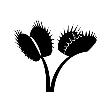 Venus flytrap predatory plant silhouette icon.