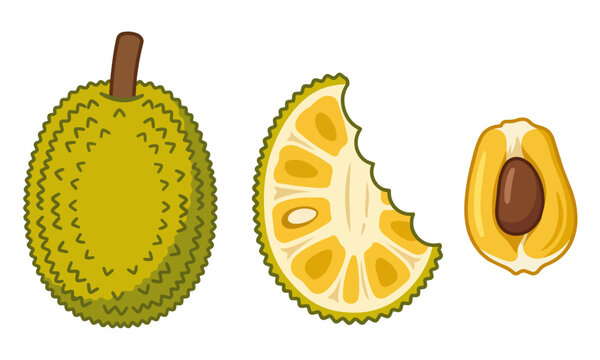Vector illustration of Ackee