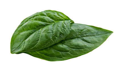 Fototapeta premium Fresh green spinach leaves with visible veins
