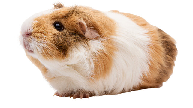 Brown and white guinea pig with fluffy fur