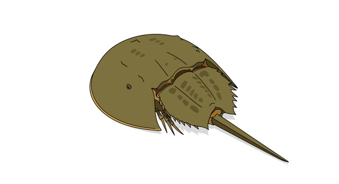 Horseshoe Crab Vector Illustration Isolated on White Background
