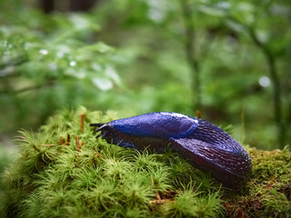 Bielzia coerulans in a coniferous forest in Carpathian Mountains. © Kulbabka