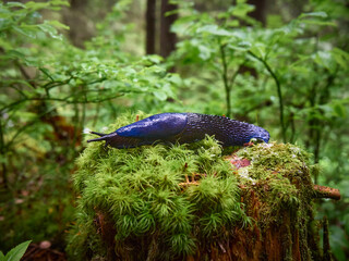 Bielzia coerulans in a coniferous forest in Carpathian Mountains. © Kulbabka
