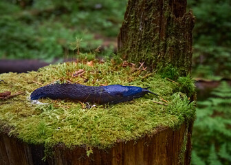 Bielzia coerulans in a coniferous forest in Carpathian Mountains. © Kulbabka