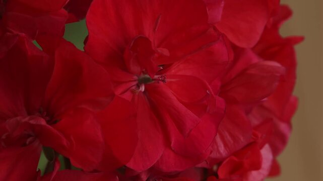 Macro zoom of bright red geranium flowers, close up texture of organic petals.