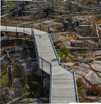 Boardwalk pathway cutting through fire damaged forest landscape with fallen trees and sparse regrowth.