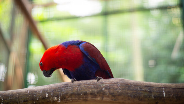 Vibrant Eclectus Parrot Perched on a Branch in Natural Habitat