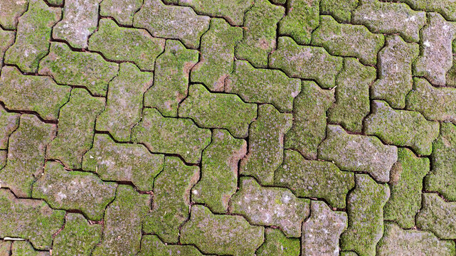 Mossy paving block texture background. Top view of zig-zag concrete pavers covered with green moss in a damp outdoor area.