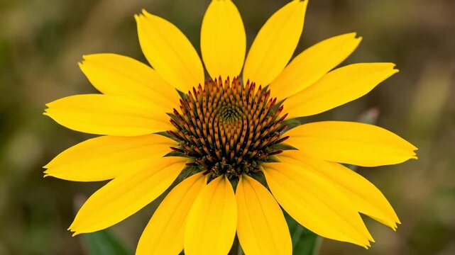 Close up of a vibrant yellow flower bud starting to open against a soft blurred background