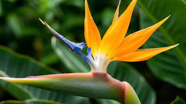 Macro of orange bird of paradise flower bud in tropical garden.