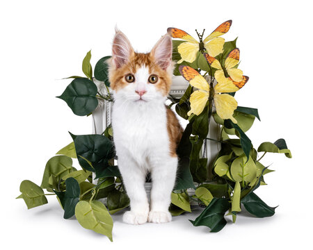 Cute red with white MCO cat kitten, standing through with leaves and butterflies decorated frame. Looking towards camera. Isolated on a white background.