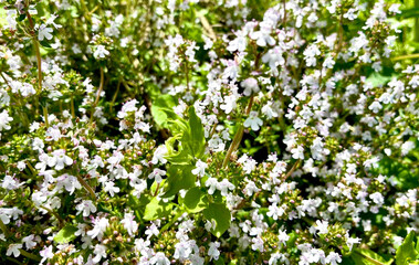 Fototapeta premium Blooming thyme bushes with small white and lilac flowers in organic herb garden for culinary background, medical packaging and eco design with green, emerald and pastel violet palette.
