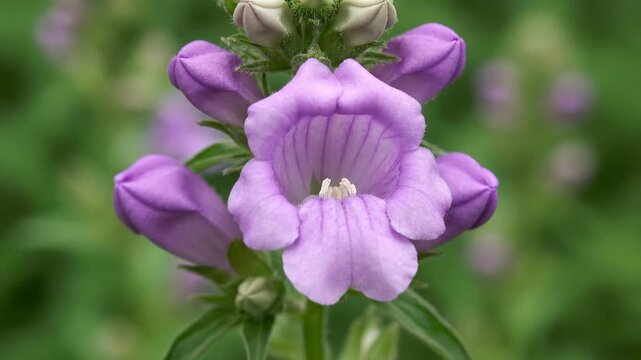Macro view of purple Turtlehead flower buds blooming in a lush green garden setting