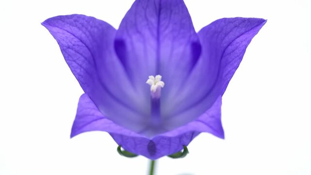 Chinese Bellflower