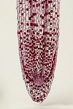 Microscopic longitudinal section of a root apex showing meristem and root cap