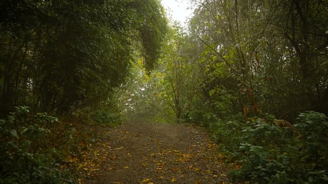 Narrow forest path leading into dense greenery covered with fallen leaves on misty morning. Gentle fog drifting through silent space awakening sense of unknown mystery. Woodland trail going through