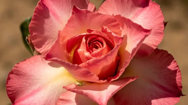 Desert Rose Flower Blooming with Buds Close Up Macro Photography