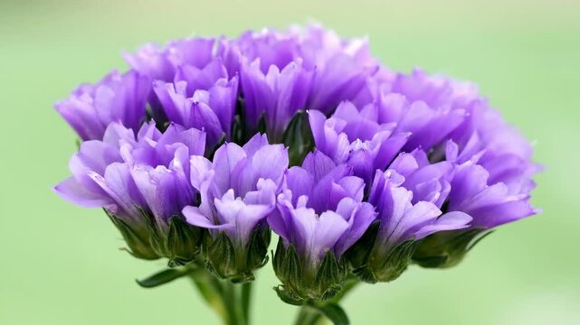 Close-up of Vibrant Purple Statice Flower Buds with Blurred Green Background