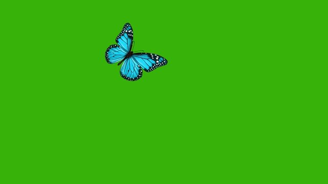 A beautiful butterfly flying and sitting on green screen background. Beautiful butterfly sitting on green screen like as that sitting on flower.