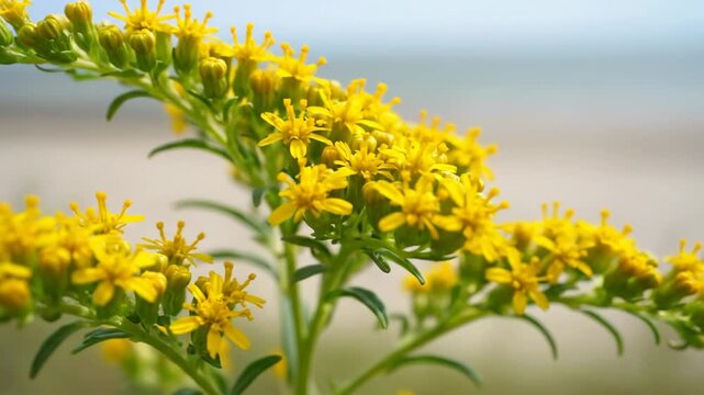 Macro Shot of Yellow Seaside Goldenrod Wildflowers Blooming on the Coastline