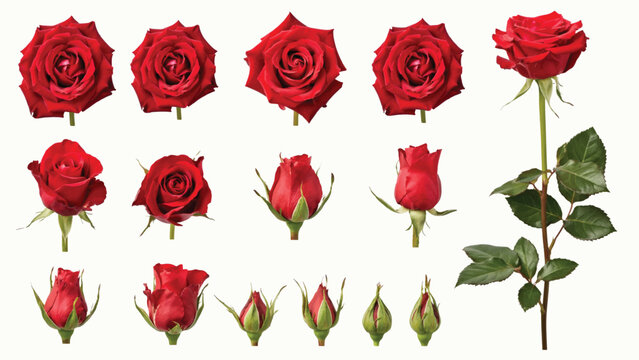 Collection of red roses and rosebuds in various stages of bloom on white background