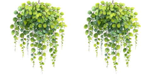 Fototapeta premium Cascading green leaves plant hanging downwards isolated on transparent background.