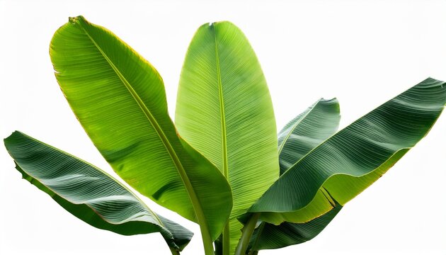 Tropical Plant Large Green Banana Like Leaves Isolated On Transparent Background Providing Exotic Nature Design Element