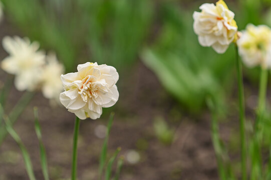 daffodil blossom flowers blooming on thin stems in garden environment during spring season. Closeup bloom narcissus flower detail with blurred green background. concept of delicate beauty, renewal.