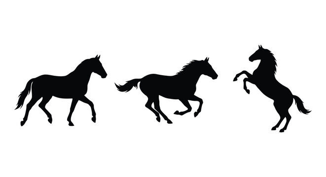 Three horses in dynamic poses a black silhouette against a white background silhouette horse equine stallion mare animal