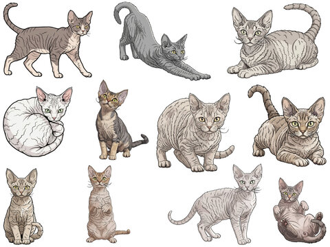 Devon Rex cat 11 profile poses bundle pack vector illustration