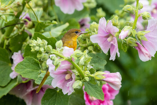 01611-10817 Baltimore Oriole (Icterus galbula) female on Hollyhock (Alcea sp.) in rain Marion Co. IL
