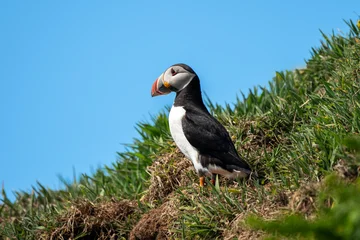 Common Atlantic Puffin  (Fratercula artica) bird with copy space, a migrating bird that can be found flying on Skomer Island Pembrokeshire South Wales UK, wildlife stock photo image © Tony Baggett