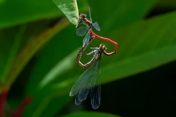 Large red damselflies mating which is part of the damselfly sex reproduction life cycle in the insect nature ecosystem, animal close-up stock photo image © Tony Baggett