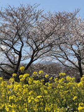 Cherry Blossoms and Canola Flowers at Hallasan, Jeju Island, South Kor