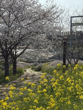 Cherry Blossoms and Canola Flowers at Saebyeol Oreum, Jeju, South Kore