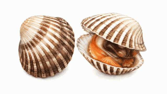 Sea View Cockle Shells isolated watercolor vector illustration svg