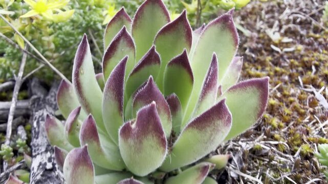 Macro of yellow stonecrop flowers (Sedum acre) and fleshy houseleek rosettes (Sempervivum) on mossy ground. Vivid succulent rock-garden plants in soft natural light, early summer