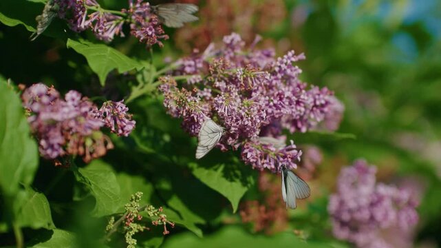 Slow motion white hawthorn butterflies fluttering and feeding on lilac flowers in garden.